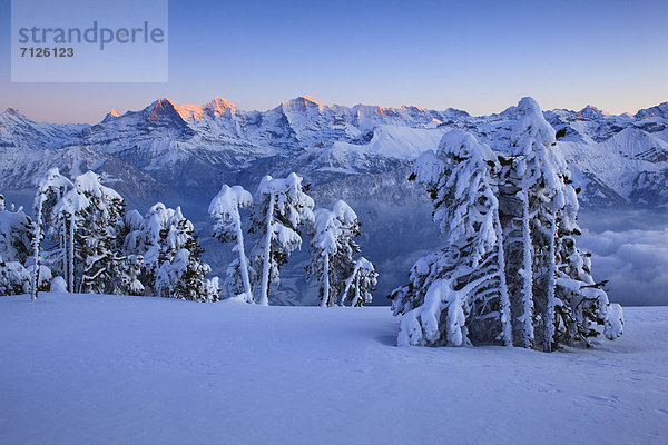 Kälte blauer Himmel wolkenloser Himmel wolkenlos Panorama Europa Schneedecke Berg Winter Felsen Abend Sonnenuntergang Baum Steilküste Schnee Tal Wald Meer Eis Nebel Holz Berggipfel Gipfel Spitze Spitzen Gletscher Alpen Kiefer Pinus sylvestris Kiefern Föhren Pinie Ansicht Abenddämmerung Fichte Tanne Eiger Berner Alpen Westalpen Alpenglühen Bern Berner Oberland Mönch schweizerisch Schweiz Bergpanorama Nebelmeer Nebelfelder Schweizer Alpen