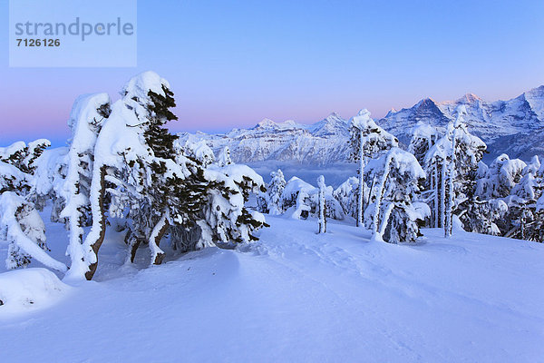 Kälte blauer Himmel wolkenloser Himmel wolkenlos Panorama Europa Schneedecke Berg Winter Felsen Abend Sonnenuntergang Nacht Baum Steilküste Schnee Tal Wald Meer Eis Nebel Holz Berggipfel Gipfel Spitze Spitzen Gletscher Alpen pink Kiefer Pinus sylvestris Kiefern Föhren Pinie Ansicht Abenddämmerung Fichte Tanne Eiger Berner Alpen Westalpen Bern Berner Oberland Mönch schweizerisch Schweiz Dämmerung breit Bergpanorama Nebelmeer Nebelfelder Schweizer Alpen