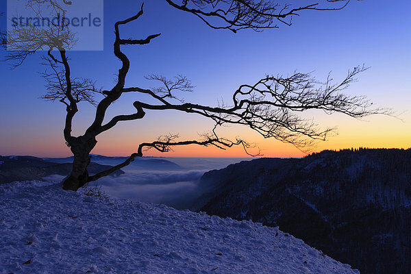 Kälte  blauer Himmel  wolkenloser Himmel  wolkenlos  Panorama  Europa  Schneedecke  Winter  Morgen  Baum  Silhouette  Sonnenaufgang  Schnee  Eis  Nebel  dahintreibend  Ansicht  Buche  Buchen  Abenddämmerung  schweizerisch  Schweiz  Dämmerung