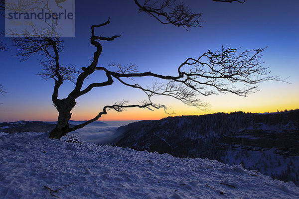 Kälte  blauer Himmel  wolkenloser Himmel  wolkenlos  Panorama  Europa  Schneedecke  Winter  Morgen  Baum  Silhouette  Sonnenaufgang  Schnee  Eis  Nebel  dahintreibend  Ansicht  Buche  Buchen  Abenddämmerung  schweizerisch  Schweiz  Dämmerung