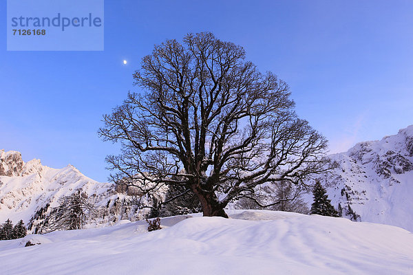Kälte  Europa  Schneedecke  Berg  Winter  Abend  Sonnenuntergang  Silhouette  Schnee  Mond  1  Abenddämmerung  Bergahorn  Acer pseudoplatanus  Stimmung  Schweiz