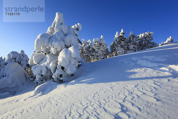 Kälte  blauer Himmel  wolkenloser Himmel  wolkenlos  Europa  Schneedecke  Berg  Winter  Abend  Baum  Schnee  dahintreibend  Alpen  Kiefer  Pinus sylvestris  Kiefern  Föhren  Pinie  Fichte  Tanne  Berner Alpen  Westalpen  Bern  Berner Oberland  Sonne  schweizerisch  Schweiz