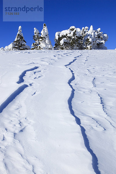 Kälte  blauer Himmel  wolkenloser Himmel  wolkenlos  Europa  Schneedecke  Berg  Winter  Baum  Schnee  dahintreibend  Alpen  Kiefer  Pinus sylvestris  Kiefern  Föhren  Pinie  Fichte  Tanne  Berner Alpen  Westalpen  Bern  Berner Oberland  Sonne  schweizerisch  Schweiz