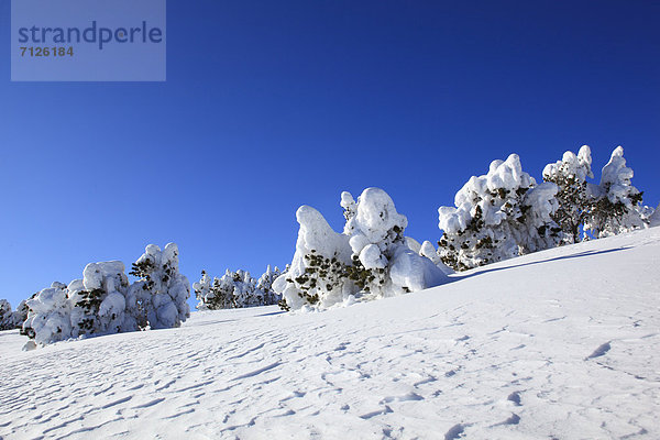 Kälte  blauer Himmel  wolkenloser Himmel  wolkenlos  Europa  Schneedecke  Berg  Winter  Baum  Schnee  dahintreibend  Alpen  Kiefer  Pinus sylvestris  Kiefern  Föhren  Pinie  Fichte  Tanne  Berner Alpen  Westalpen  Bern  Berner Oberland  Sonne  schweizerisch  Schweiz