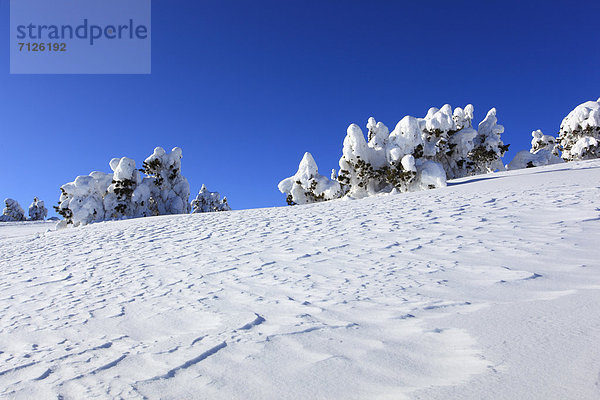 Kälte  blauer Himmel  wolkenloser Himmel  wolkenlos  Europa  Schneedecke  Berg  Winter  Baum  Schnee  dahintreibend  Alpen  Kiefer  Pinus sylvestris  Kiefern  Föhren  Pinie  Fichte  Tanne  Berner Alpen  Westalpen  Bern  Berner Oberland  Sonne  schweizerisch  Schweiz