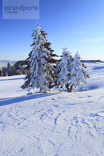 Kälte  blauer Himmel  wolkenloser Himmel  wolkenlos  Panorama  Europa  Schneedecke  Winter  Baum  Schnee  Eis  Nebel  Ansicht  Tanne  schweizerisch  Schweiz