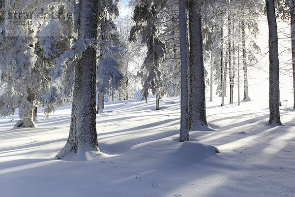 Kälte Europa Schneedecke Winter Baum Schnee Wald weiß Eis Holz Baumstamm Stamm Fichte Tanne schweizerisch Schweiz