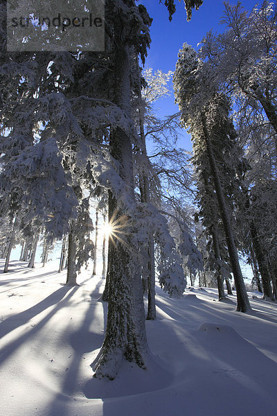 Kälte sternförmig Europa Schneedecke Winter Baum Schnee Wald weiß Eis Holz Sonnenlicht Baumstamm Stamm Fichte Gegenlicht Tanne Sonne schweizerisch Schweiz