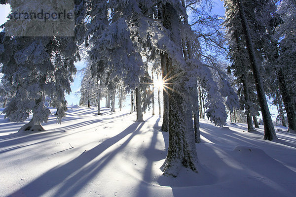 Kälte sternförmig Europa Schneedecke Winter Baum Schnee Wald weiß Eis Holz Sonnenlicht Baumstamm Stamm Fichte Gegenlicht Tanne Sonne schweizerisch Schweiz