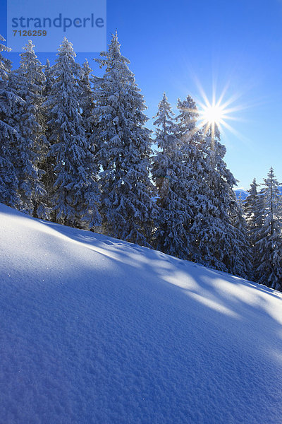 Kälte blauer Himmel wolkenloser Himmel wolkenlos sternförmig Europa Schneedecke Winter Baum Himmel Schnee Wald weiß Eis Holz blau Sonnenlicht Fichte Gegenlicht Tanne Sonne schweizerisch Schweiz Zentralschweiz