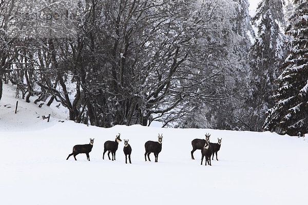 Mittelgroße Menschengruppe  Mittelgroße Menschengruppen  Kälte  stehend  Europa  Schneedecke  Berg  Winter  Schnee  Tier  Säugetier  Spiel  Eis  Alpen  schweizerisch  Schweiz