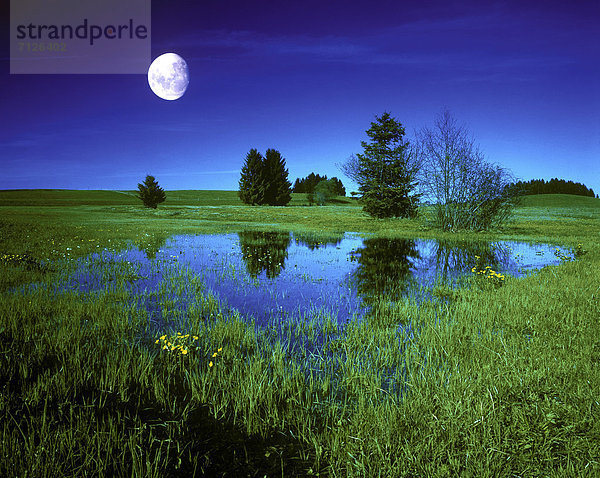 Wasser  Europa  Sonnenstrahl  Nacht  Mond  Wiese  Tanne  Bayern  Biotop  Abenddämmerung  Deutschland  Mondschein
