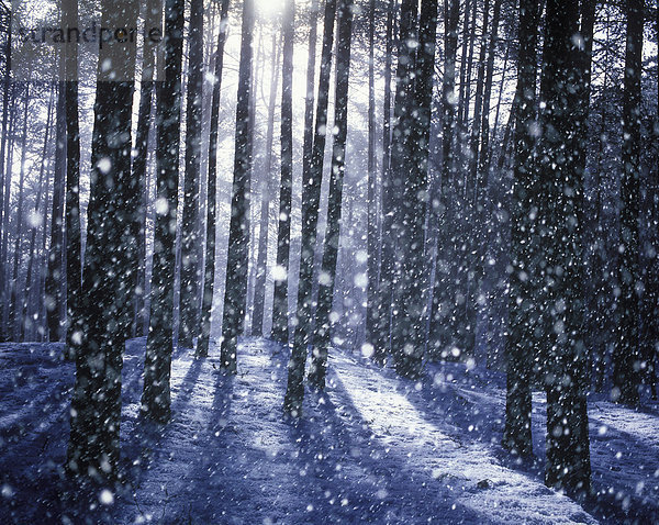 Kälte  Europa  Winter  Baum  Schneeflocke  Gegenlicht  Tanne  Morgendämmerung  Österreich  Stimmung  Tirol  Zillertal