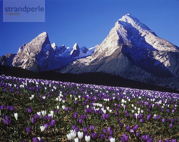 Veilchen  viola  Europa  Berg  Blume  weiß  Wiese  Krokus  Bayern  Berchtesgaden  Deutschland