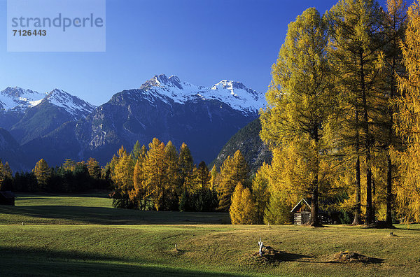 Europa  Berg  Himmel  Natur  Herbst  blau  Wiese  Lärche  Österreich  Lechtaler Alpen  Tirol