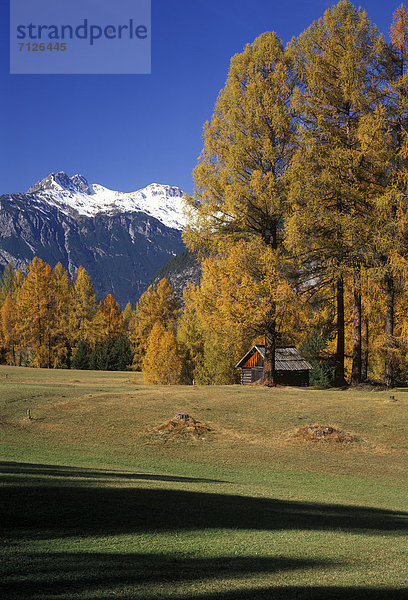 hoch  oben  Europa  Berg  Herbst  Wiese  Lärche  Österreich  Lechtaler Alpen  Schnee  Tirol