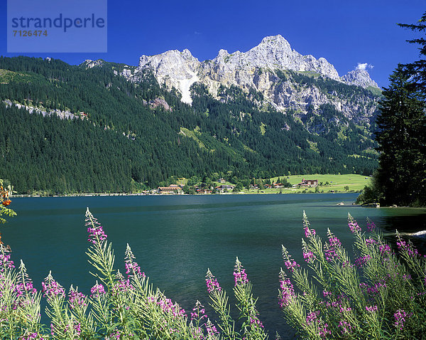 Europa  Berg  Frische  Blume  See  Österreich  Weidenröschen  Bergsee  Tirol