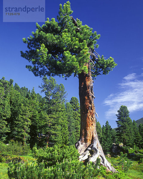 Zirbelkiefer Pinus cembra hoch oben Europa Wald Natur Holz Kiefer Pinus sylvestris Kiefern Föhren Pinie Österreich Kühtai Tirol