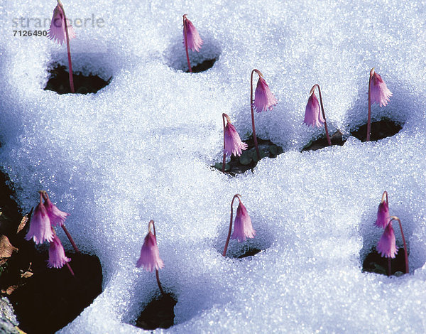 Blume  Berg  Natur  Tau  Tautropfen  schmelzen  Schnee