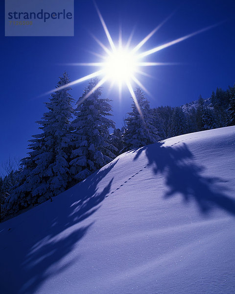 Eiskristall  Spur  hoch  oben  Kälte  Landschaftlich schön  landschaftlich reizvoll  Europa  Winter  Himmel  sauber  weiß  Natur  blau  Fichte  Gegenlicht  Österreich  Stimmung  Schnee  Sonne  Tirol