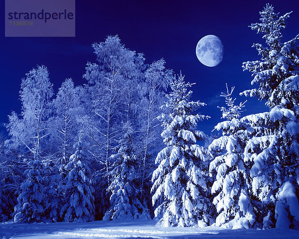 Landschaftlich schön  landschaftlich reizvoll  Europa  Winter  weiß  Natur  blau  Mond  Tanne  Österreich  Stimmung  reif  Schnee  Tirol