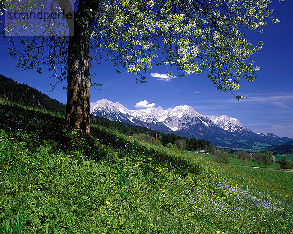 Landschaftlich schön  landschaftlich reizvoll  Europa  Berg  blühen  Baum  Reise  Natur  Dorf  Wiese  Österreich  Idylle  Platz  Tirol