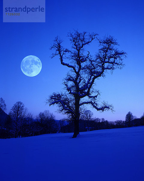Birnbaum  Kälte  Bodenhöhe  Landschaftlich schön  landschaftlich reizvoll  Europa  Winter  Baum  Himmel  Schnee  Natur  blau  Vollmond  Mond  Österreich  Stimmung  Tirol