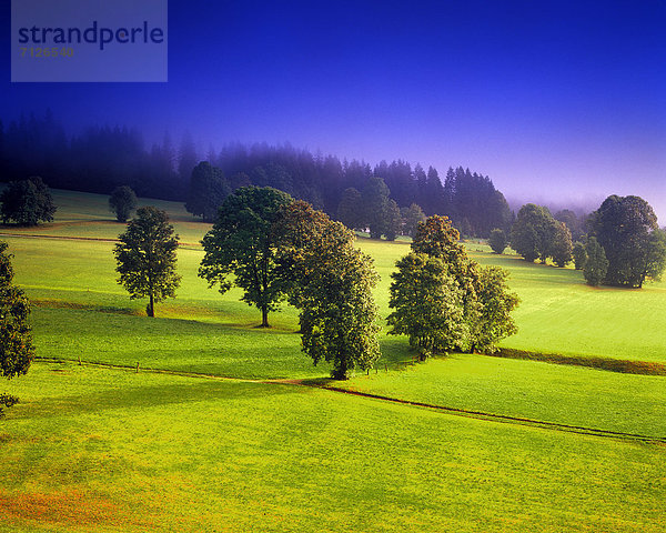 Landschaftlich schön landschaftlich reizvoll Europa Baum Himmel grün Natur Nebel Herbst blau Wiese Fichte Österreich Stimmung Tirol