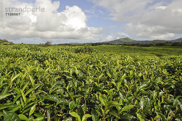 Teepflanze  Landwirtschaft  Feld  Afrika  Indischer Ozean  Indik  Mauritius  Tee