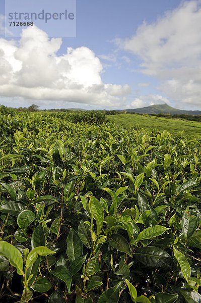 Teepflanze  Landwirtschaft  Feld  Afrika  Indischer Ozean  Indik  Mauritius  Tee