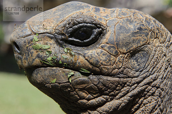 Tier  Landschildkröte  Schildkröte  Afrika  Indischer Ozean  Indik  Mauritius