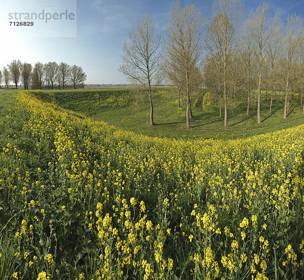 Europa  Blume  Baum  Landschaft  Niederlande