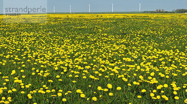 Windturbine Windrad Windräder Europa Blume Landschaft Feld Wiese Niederlande Turbine