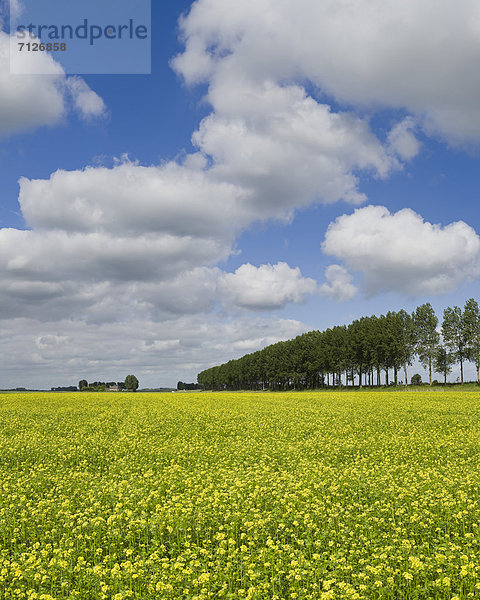 Europa  Wolke  Blume  Sommer  Baum  Landschaft  Feld  Niederlande  Samen