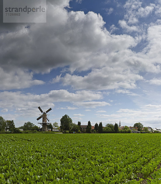 Windturbine  Windrad  Windräder  Europa  Wolke  Sommer  Feld  Wiese  Niederlande  Hoffnung  Turmwindmühle