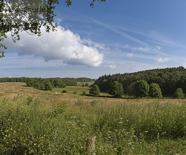 Europa  Sommer  Baum  Landschaft  Feld  Wiese  Niederlande