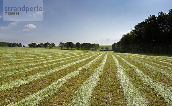 Europa  Sommer  Landschaft  Landwirtschaft  Feld  Wiese  Niederlande