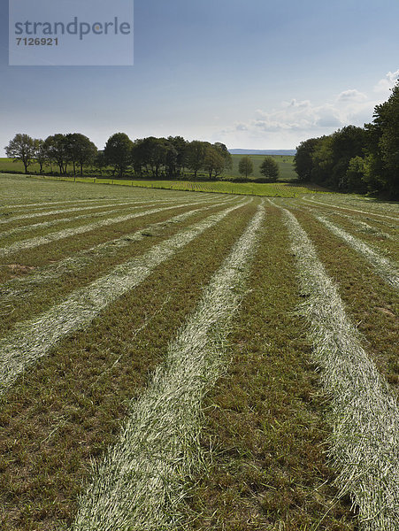 Europa  Sommer  Landschaft  Landwirtschaft  Feld  Wiese  Niederlande