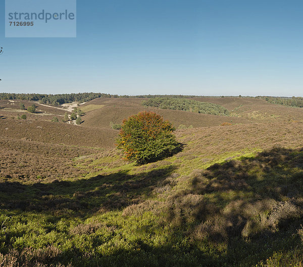 Europa Berg Palast Schloß Schlösser Sommer Baum Hügel Wald Holz Niederlande