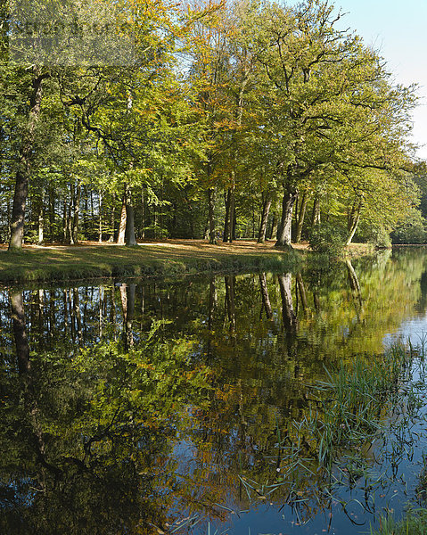 Wasser  Europa  Baum  Landschaft  Spiegelung  Herbst  Niederlande  Reflections