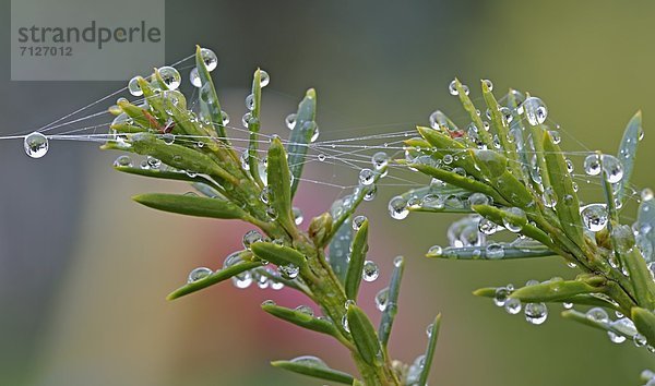 Tautropfen und Spinnwebe an Tannenzweig