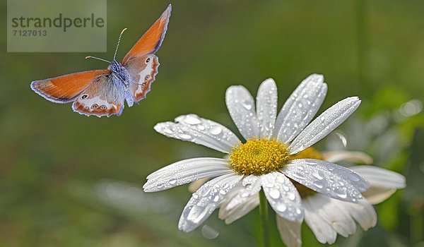 Perlgrasfalter (Coenagrion arcania) fliegt an einer Blüte