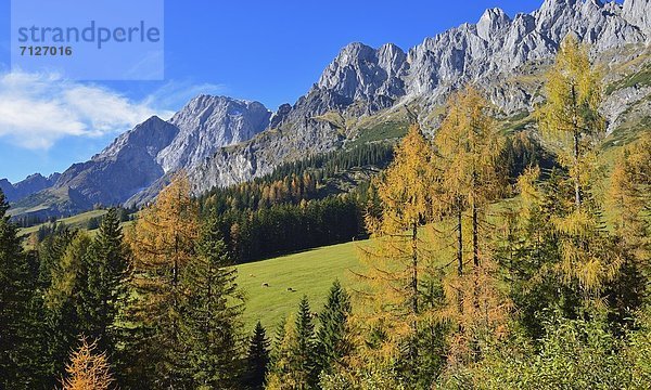 Hochkönigmassiv im Herbst  Tirol  Österreich