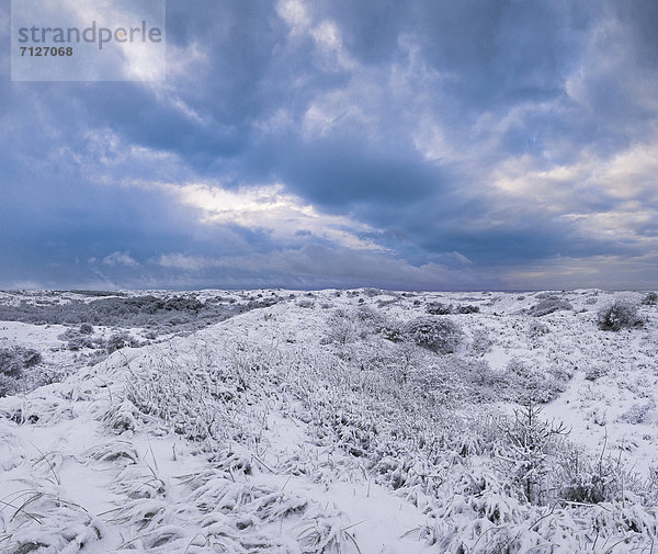 Europa  Winter  Landschaft  Eis  Niederlande  Düne  Schnee