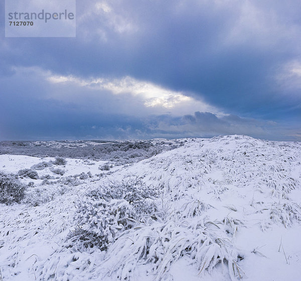 Europa  Winter  Landschaft  Eis  Niederlande  Düne  Schnee