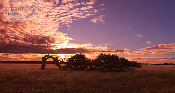 Querformat  Sonnenuntergang  Baum  Härte  Wind  Wachstum  Natur  rauh  anpassen  Australien