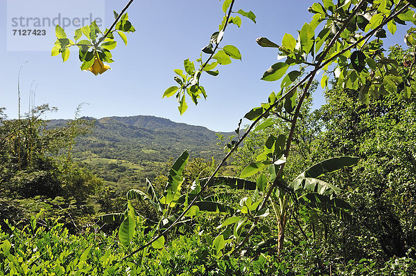 Tropisch  Tropen  subtropisch  Botanik  Hügel  grün  Natur  Mittelamerika  Nicaragua