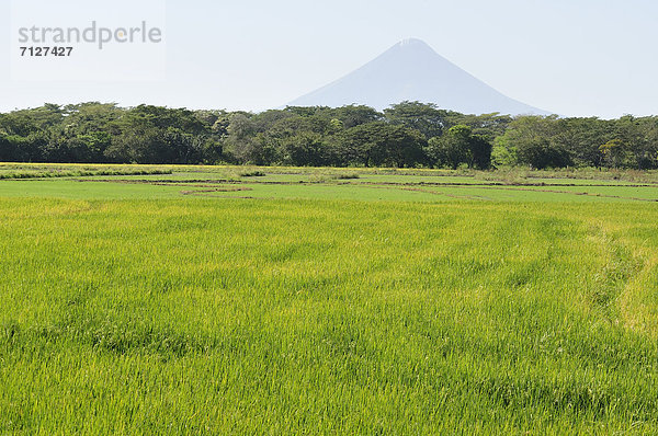 Aktion  Landwirtschaft  Vulkan  Mittelamerika  Reisfeld  Nicaragua
