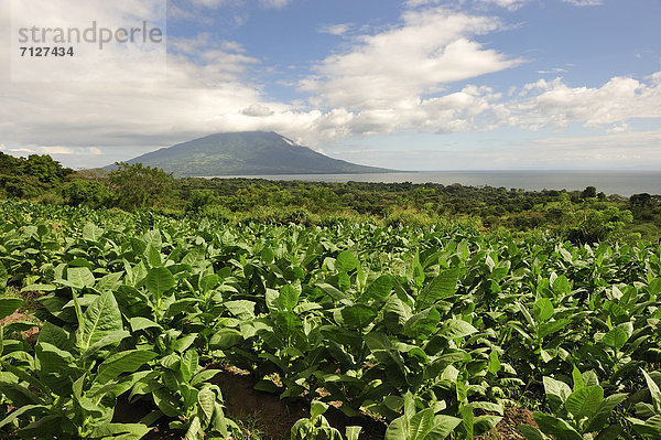Pflanze  Tabak  Mittelamerika  UNESCO-Welterbe  Nicaragua