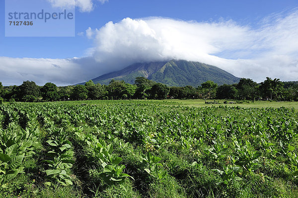 Pflanze  Tabak  Mittelamerika  Konzept  UNESCO-Welterbe  Nicaragua